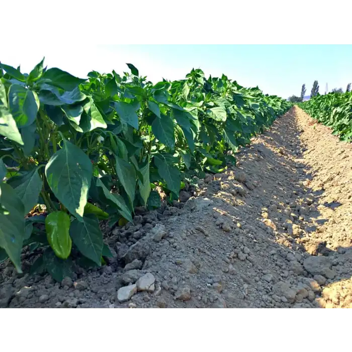 Seyhun F1 Kapya Biber Fidesi