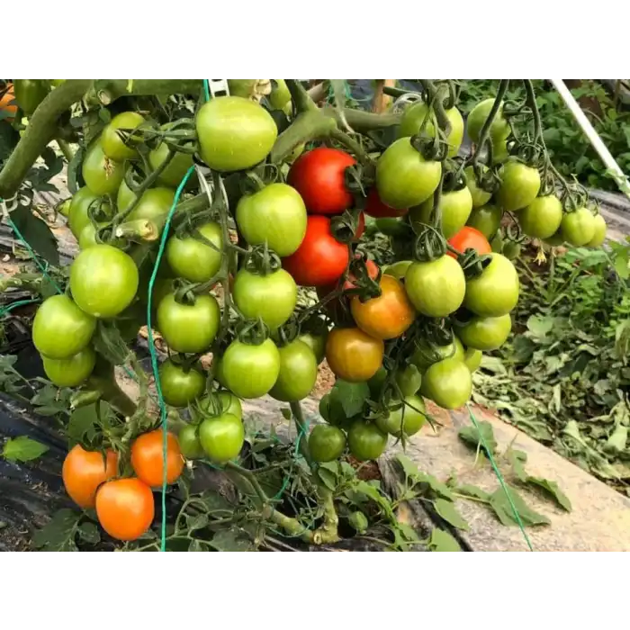 Seyit F1 Kokteyl Domates Fidesi