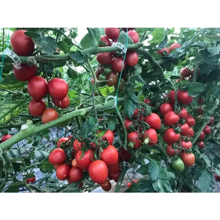 Seyit F1 Kokteyl Domates Fidesi