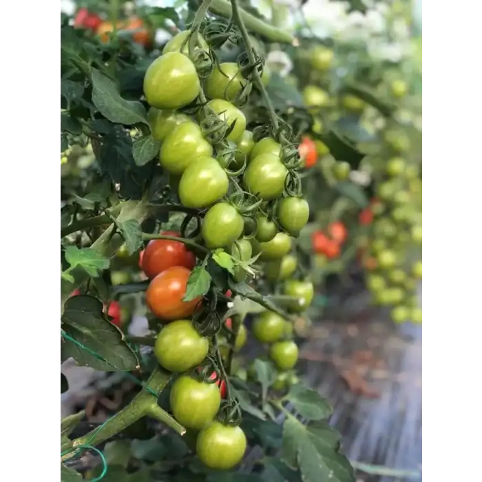 Seyit F1 Kokteyl Domates Fidesi