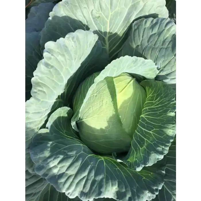 Süper Pamir F1 Beyaz Lahana Fidesi