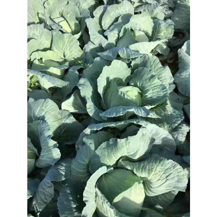 Süper Pamir F1 Beyaz Lahana Fidesi