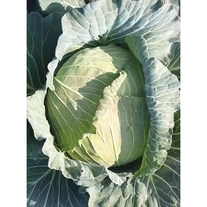 Süper Pamir F1 Beyaz Lahana Fidesi