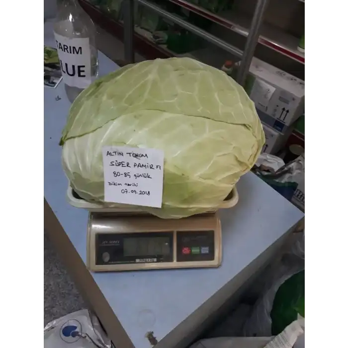 Süper Pamir F1 Beyaz Lahana Fidesi