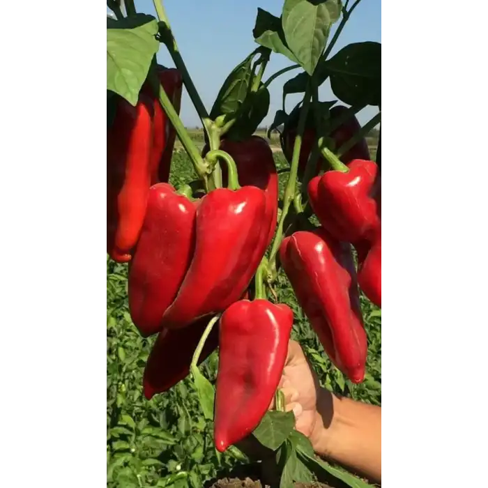 Tonton F1 Kapya Biber Fidesi