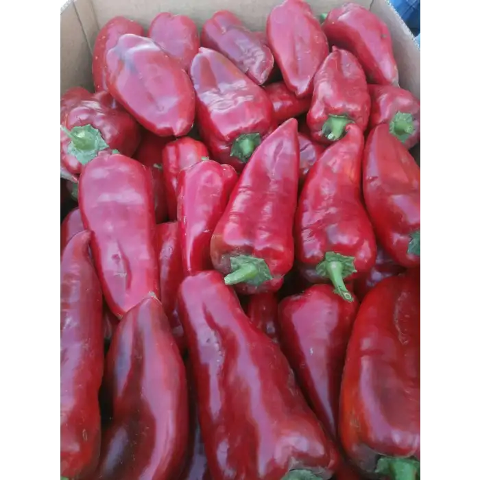 Tonton F1 Kapya Biber Fidesi