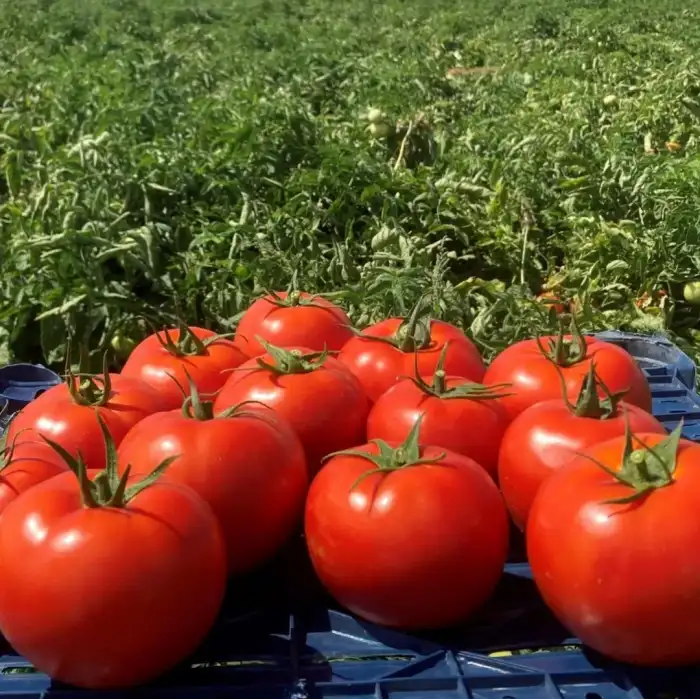 Troy F1 Oturak Domates Fidesi