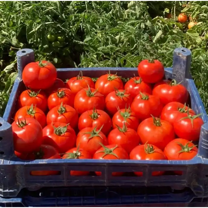 Troy F1 Oturak Domates Fidesi