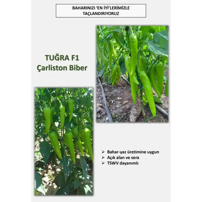 Tuğra F1 Çarli Biber Fidesi