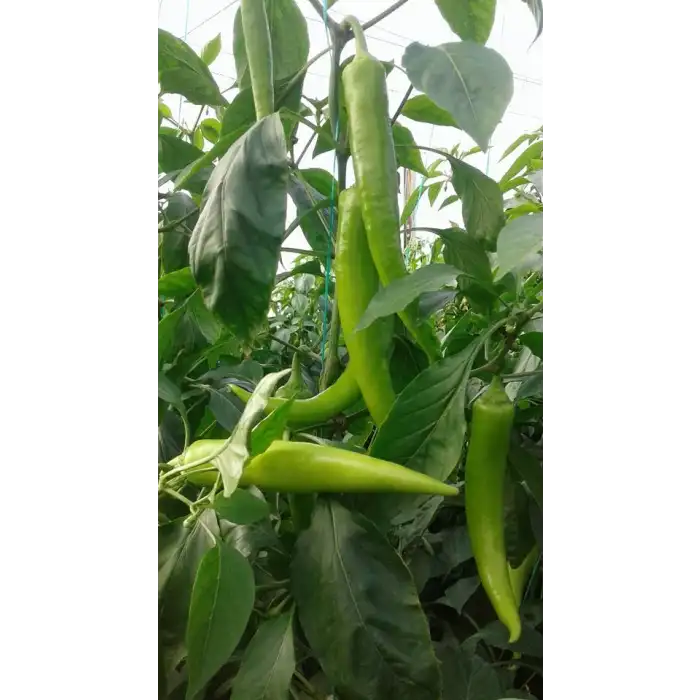 Tuğra F1 Çarli Biber Fidesi