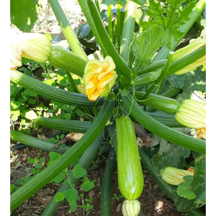 Tuna F1 Kabak Fidesi