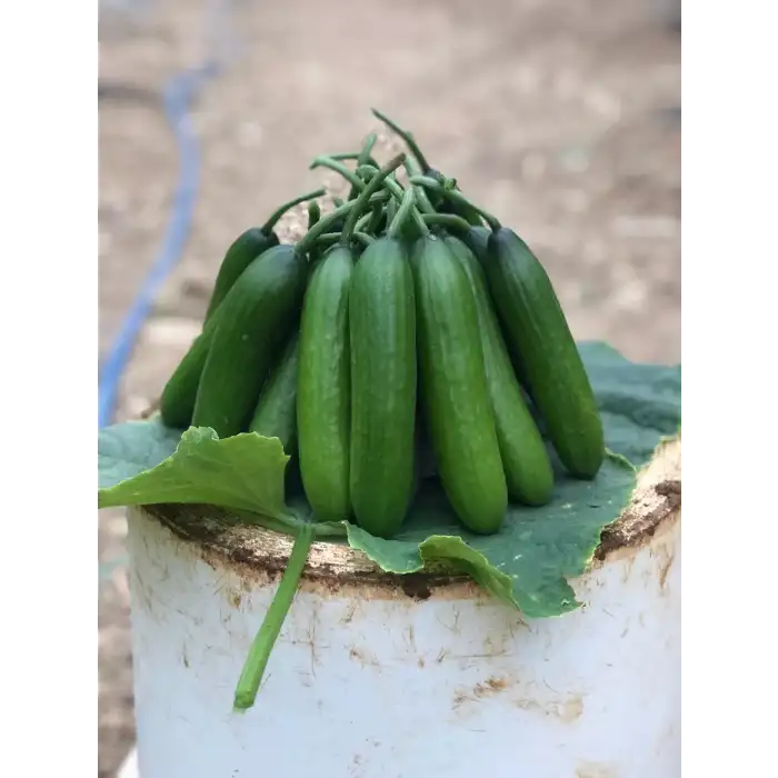 Üçcan F1 Silor Hıyar Fidesi