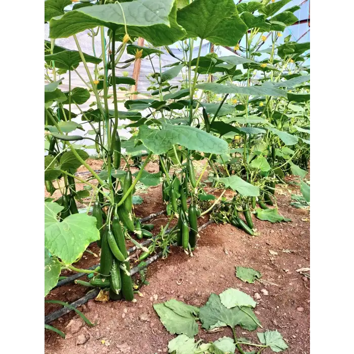 Üçcan F1 Silor Hıyar Fidesi