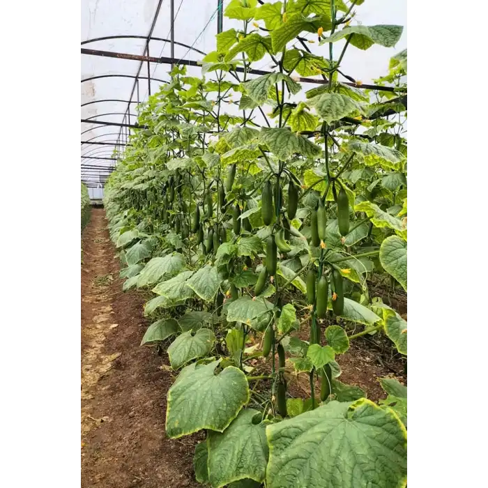 Üçcan F1 Silor Hıyar Fidesi