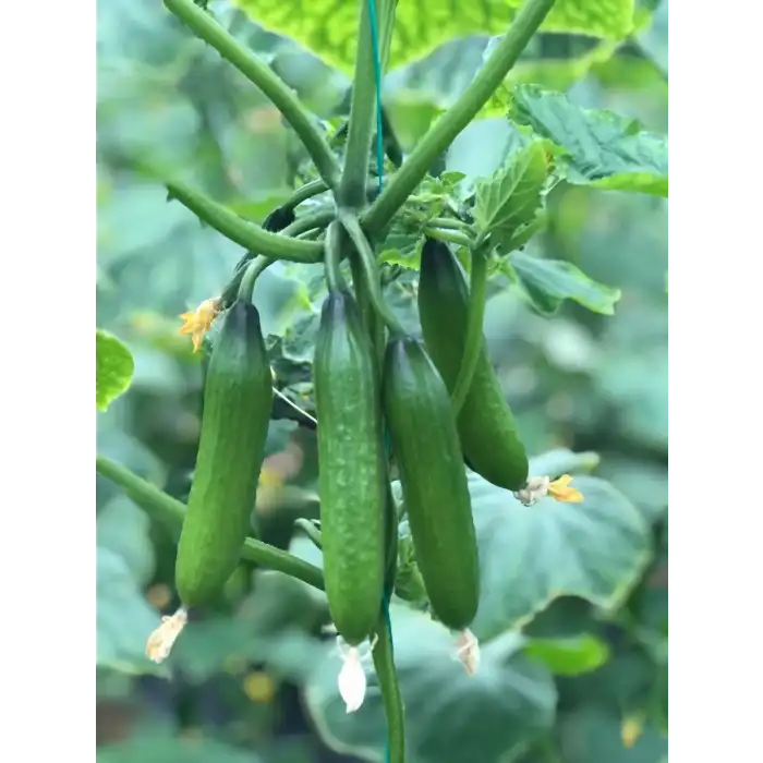 Üçcan F1 Silor Hıyar Fidesi