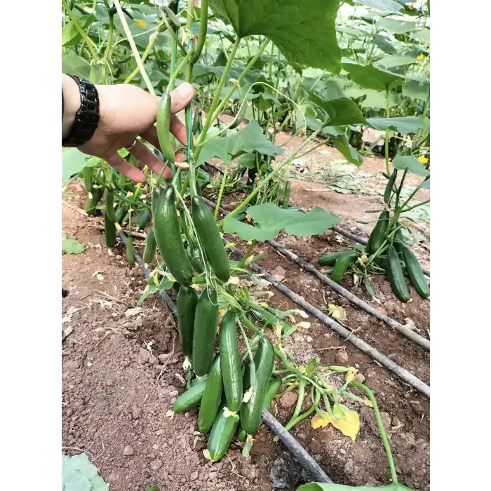 Üçcan F1 Silor Hıyar Fidesi