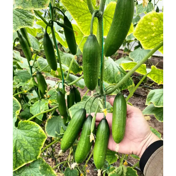 Üçcan F1 Silor Hıyar Fidesi