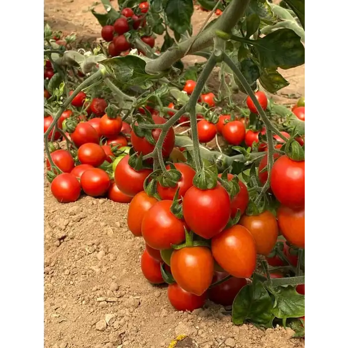 Uluhan F1 Kokteyl Domates Fidesi