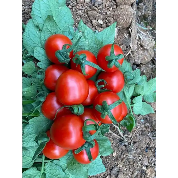 Uluhan F1 Kokteyl Domates Fidesi