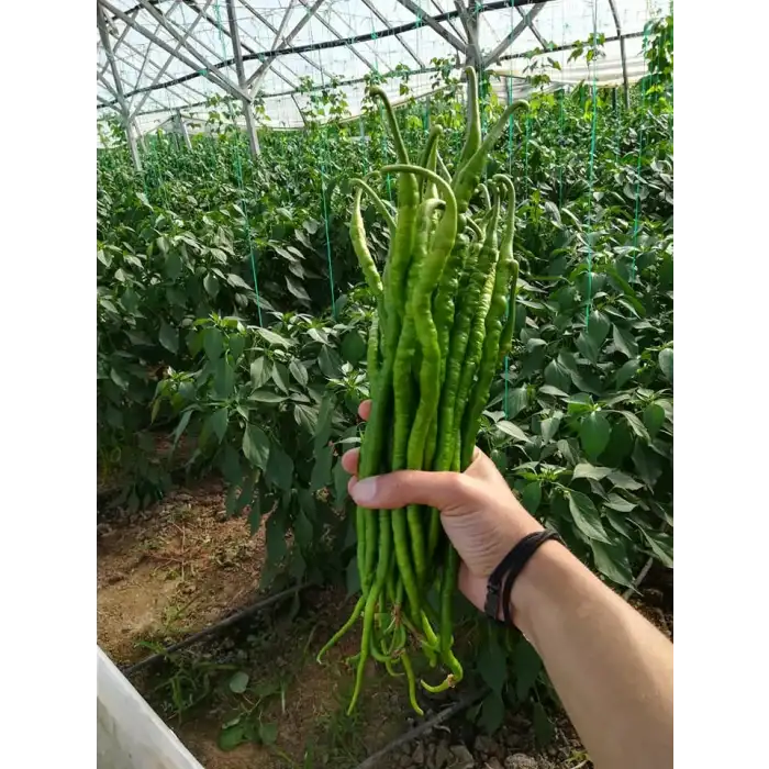 Uslu F1 Tatlı Kıl Sivri Biber Fidesi