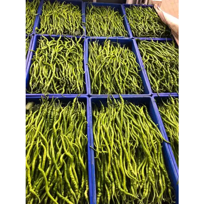 Uslu F1 Tatlı Kıl Sivri Biber Fidesi