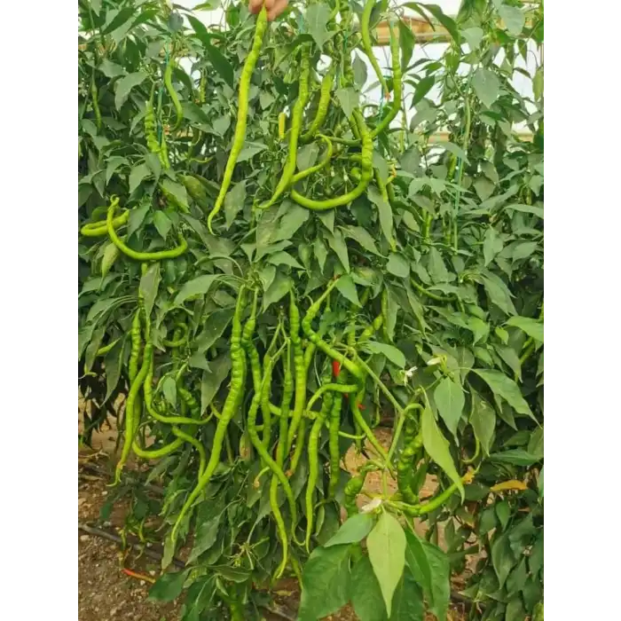 Uslu F1 Tatlı Kıl Sivri Biber Fidesi