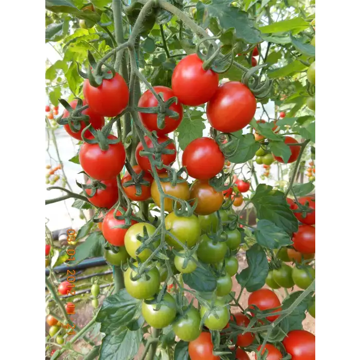 Verty F1 Kokteyl Domates Fidesi