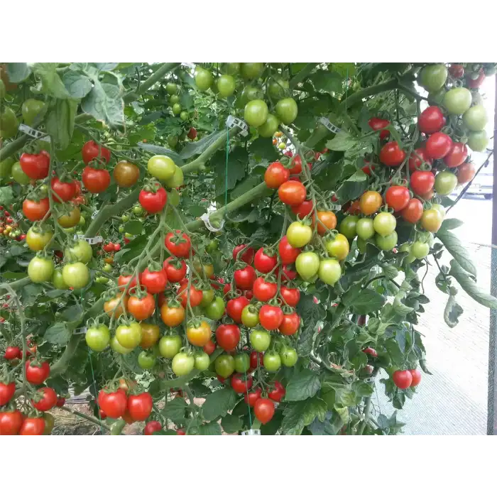 Verty F1 Kokteyl Domates Fidesi