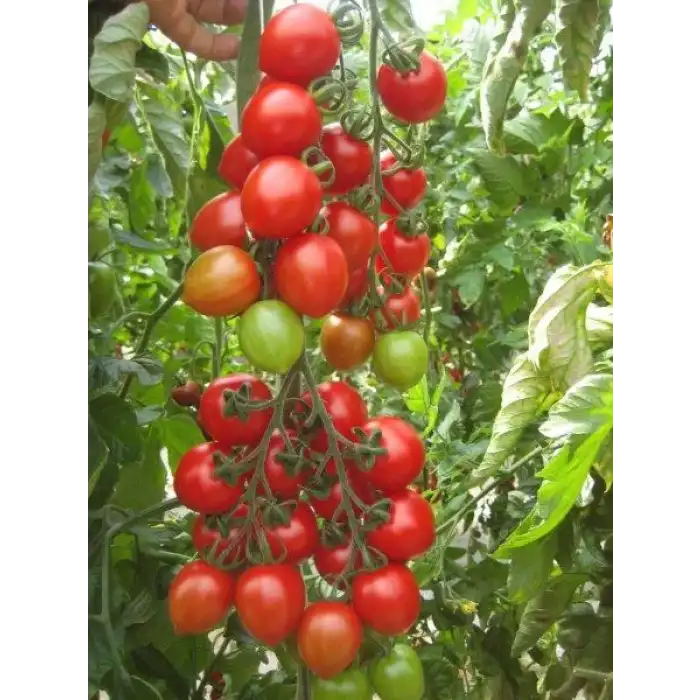 Verty F1 Kokteyl Domates Fidesi