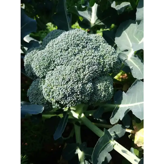 Vole F1 Brokoli Fidesi