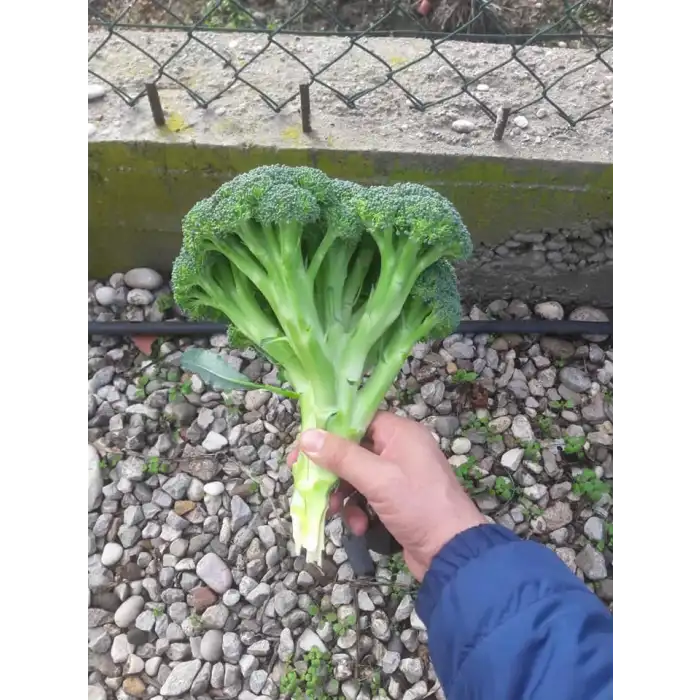Vole F1 Brokoli Fidesi