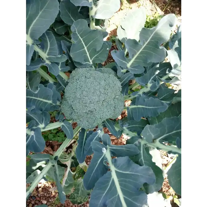 Vole F1 Brokoli Fidesi