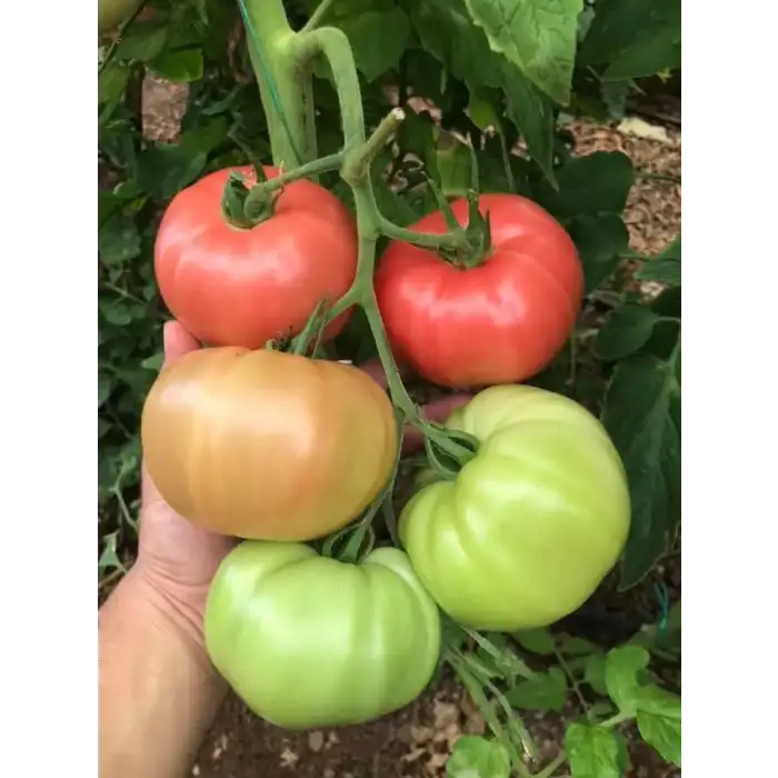 Yadigar F1 Pembe Domates Fidesi