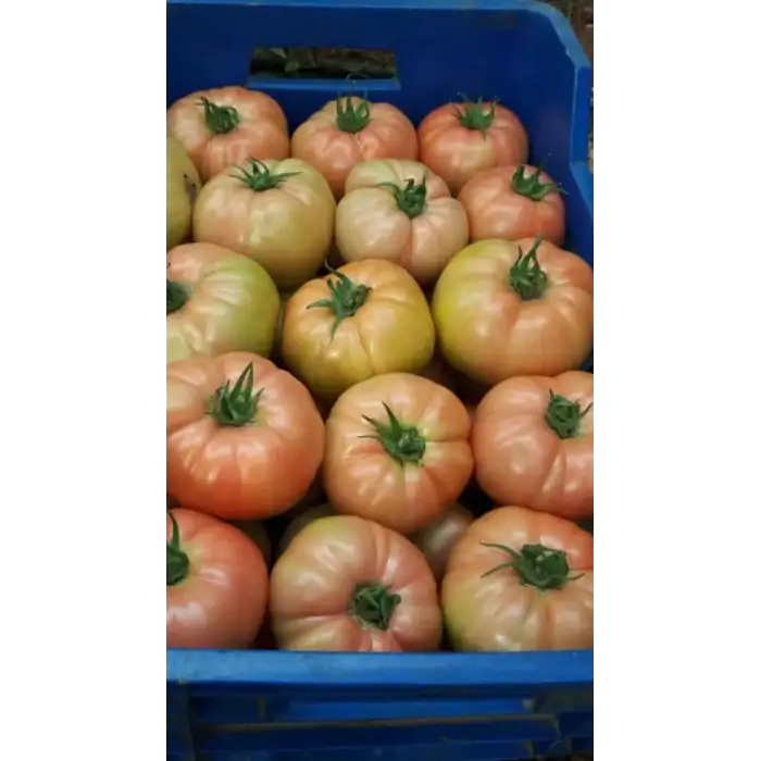 Yadigar F1 Pembe Domates Fidesi