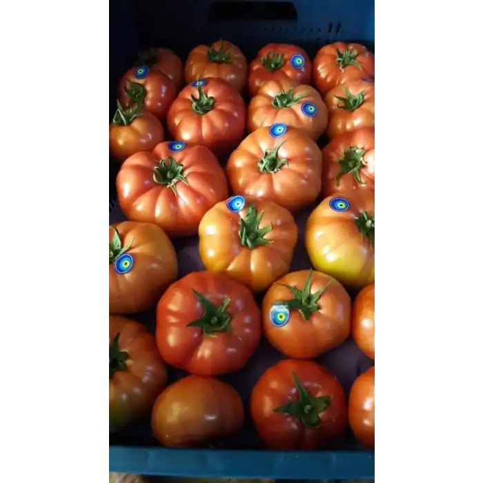 Yadigar F1 Pembe Domates Fidesi