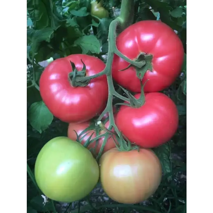 Yadigar F1 Pembe Domates Fidesi