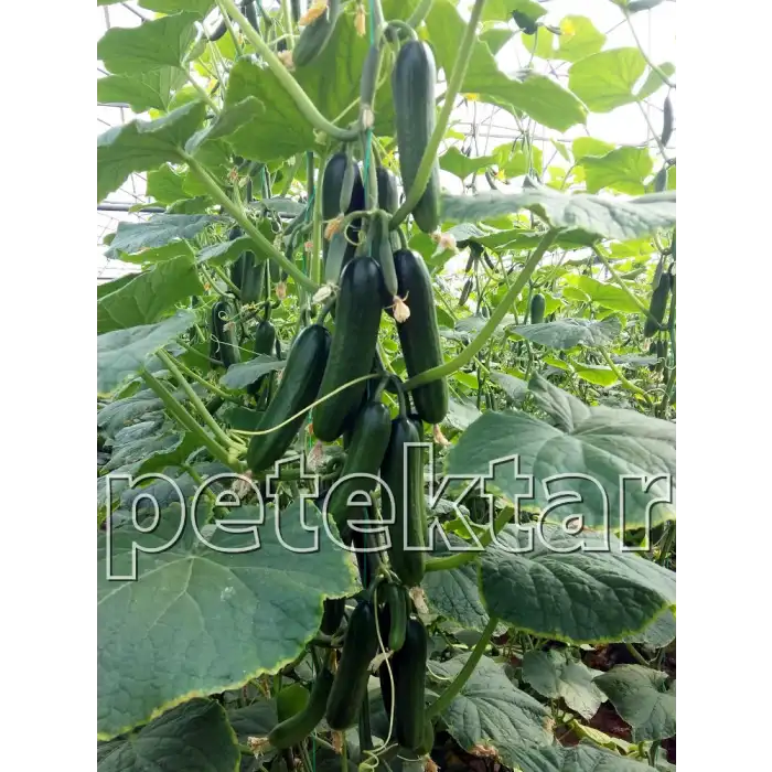 Yazel 801 F1 Silor Hıyar Fidesi