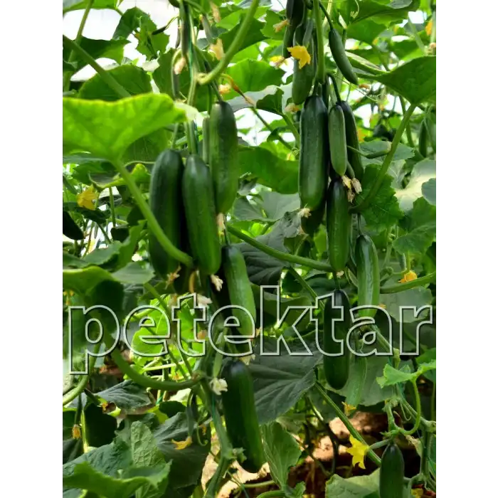 Yazel 801 F1 Silor Hıyar Fidesi