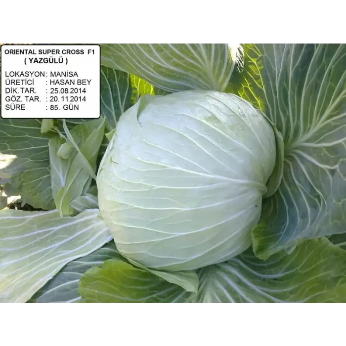 Yazgülü F1 Beyaz Lahana Fidesi