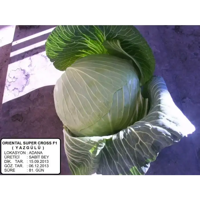 Yazgülü F1 Beyaz Lahana Fidesi