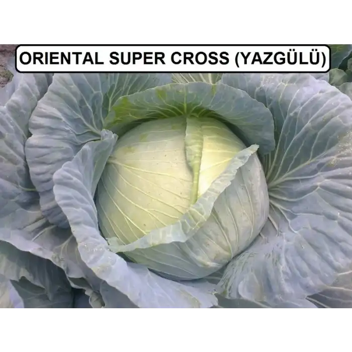 Yazgülü F1 Beyaz Lahana Fidesi