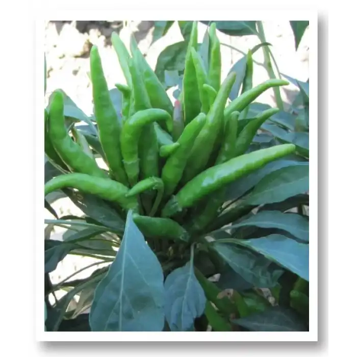 Yukarıbakan Cin Biberi Fidesi