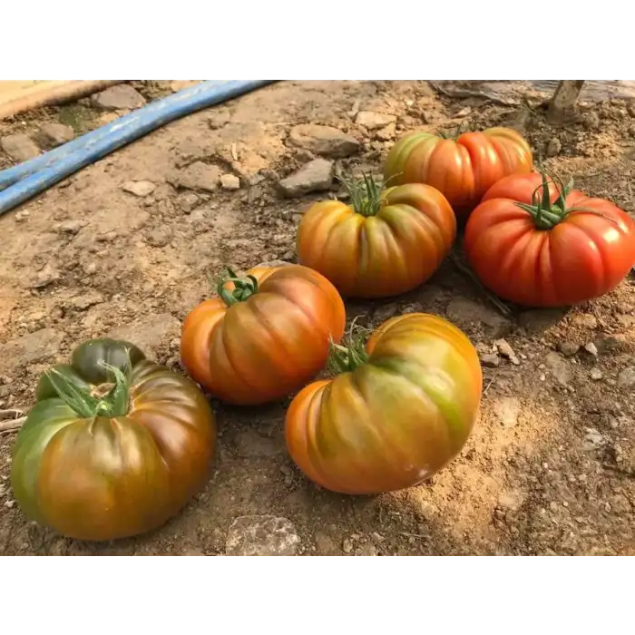 Yükselköy F1 Köy Tipi Domates Fidesi