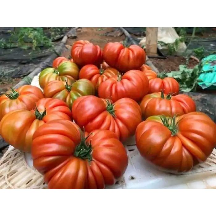 Yükselköy F1 Köy Tipi Domates Fidesi