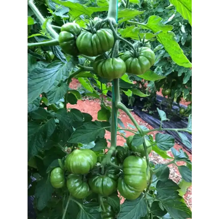 Yükselköy F1 Köy Tipi Domates Fidesi
