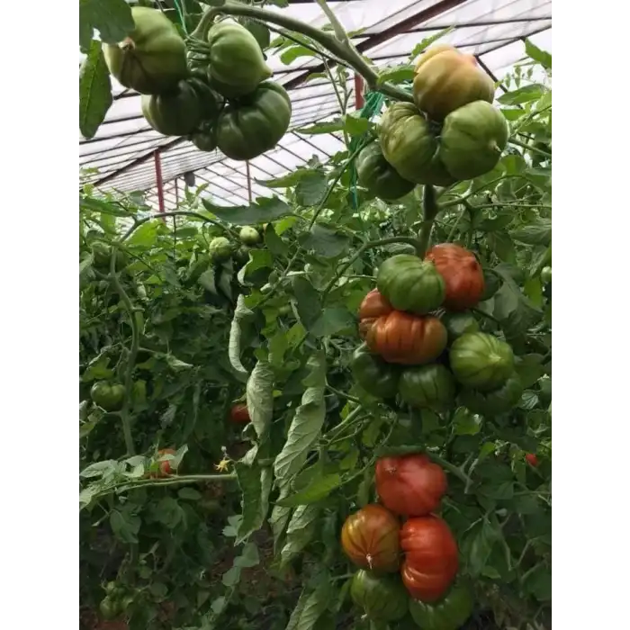 Yükselköy F1 Köy Tipi Domates Fidesi