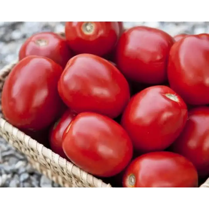 Zeplin F1 Salçalık Domates Fidesi