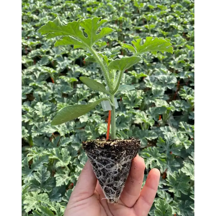 5656 F1 Oturak Domates Fidesi