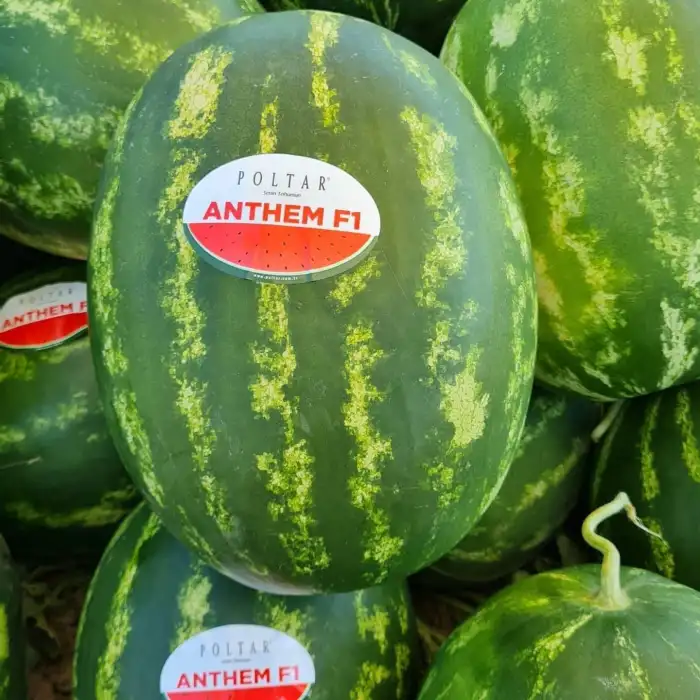 Aşılı Anthem F1 Karpuz Fidesi