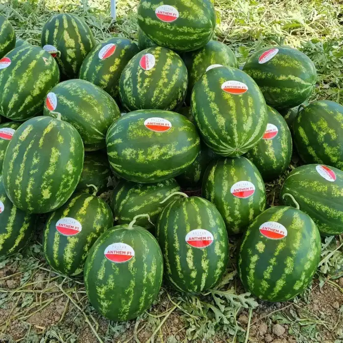 Aşılı Anthem F1 Karpuz Fidesi
